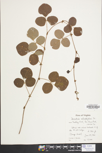 Desmodium rotundifolium image