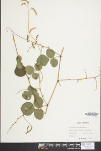 Desmodium rotundifolium image