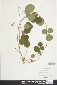 Desmodium rotundifolium image