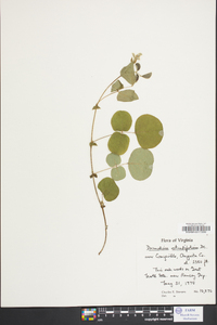 Desmodium rotundifolium image