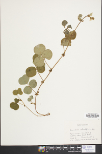 Desmodium rotundifolium image