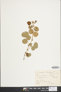 Desmodium rotundifolium image