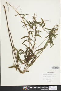 Desmodium tenuifolium image