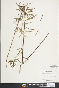 Desmodium tenuifolium image