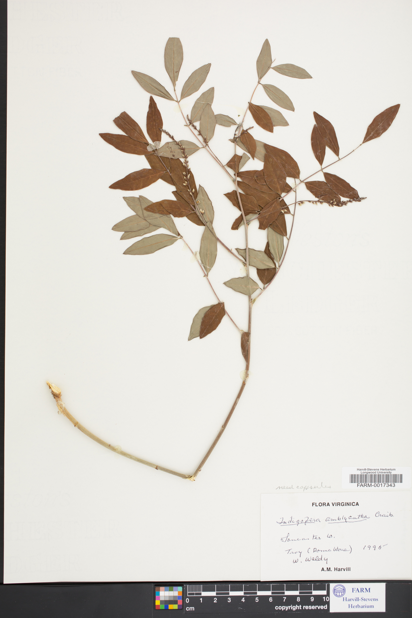 Indigofera amblyantha image