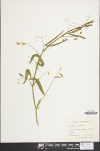 Lathyrus hirsutus image