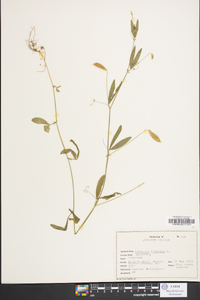 Lathyrus hirsutus image