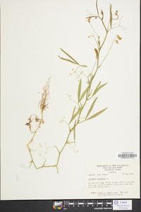 Lathyrus hirsutus image