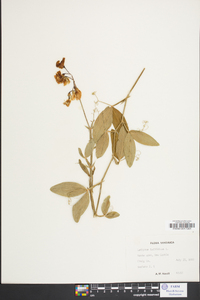 Lathyrus latifolius image