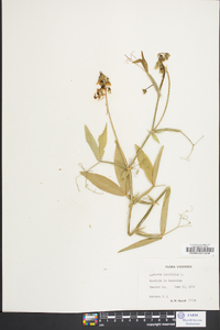 Lathyrus latifolius image