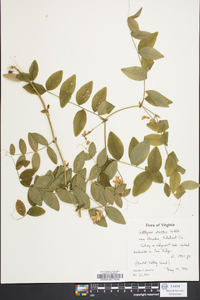 Lathyrus venosus image