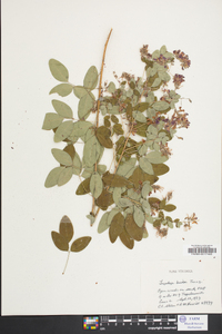 Lespedeza bicolor image