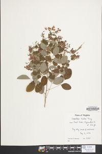 Lespedeza bicolor image