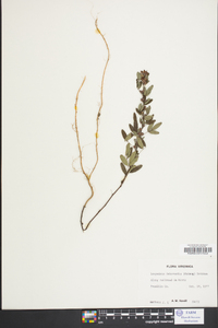 Lespedeza intermedia image