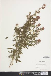 Lespedeza × nuttallii image