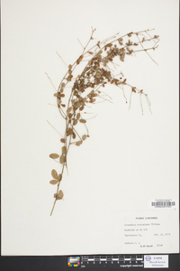 Lespedeza procumbens image