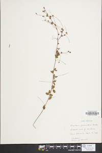 Lespedeza procumbens image