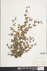 Lespedeza procumbens image