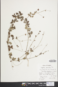 Lespedeza procumbens image