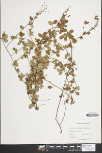 Lespedeza procumbens image