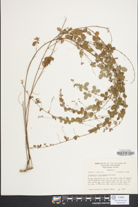 Lespedeza procumbens image