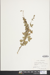 Lespedeza procumbens image