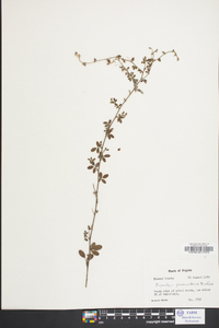 Lespedeza procumbens image