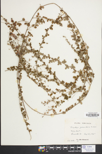 Lespedeza procumbens image