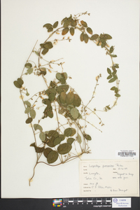 Lespedeza procumbens image