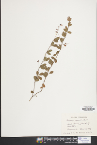 Lespedeza procumbens image