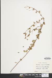 Lespedeza procumbens image