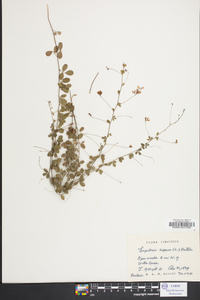 Lespedeza procumbens image