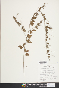 Lespedeza procumbens image