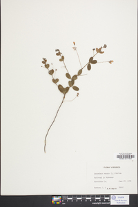 Lespedeza procumbens image