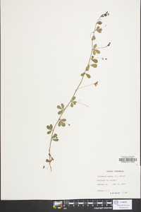 Lespedeza procumbens image