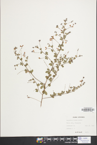 Lespedeza procumbens image