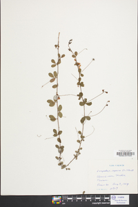 Lespedeza procumbens image