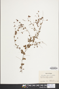 Lespedeza procumbens image