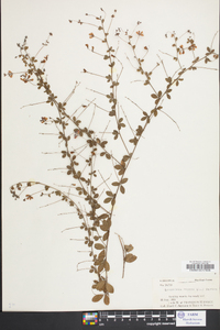 Lespedeza procumbens image