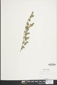 Lespedeza stipulacea image