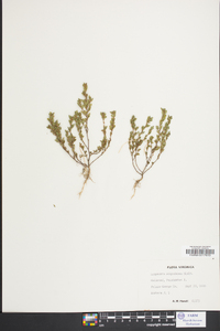 Lespedeza stipulacea image