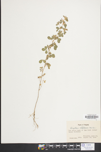 Lespedeza stipulacea image