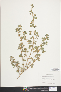 Lespedeza stipulacea image