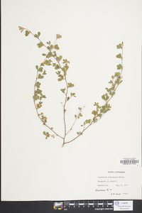 Lespedeza stipulacea image