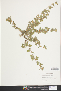 Lespedeza stipulacea image