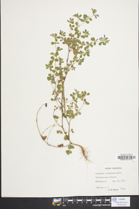 Lespedeza stipulacea image