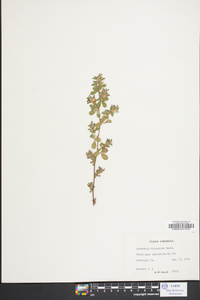 Lespedeza stipulacea image