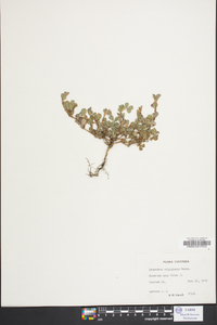 Lespedeza stipulacea image