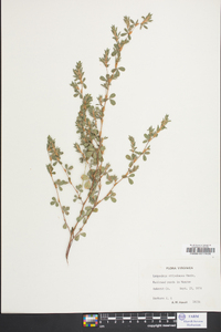 Lespedeza stipulacea image