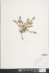 Lespedeza stipulacea image